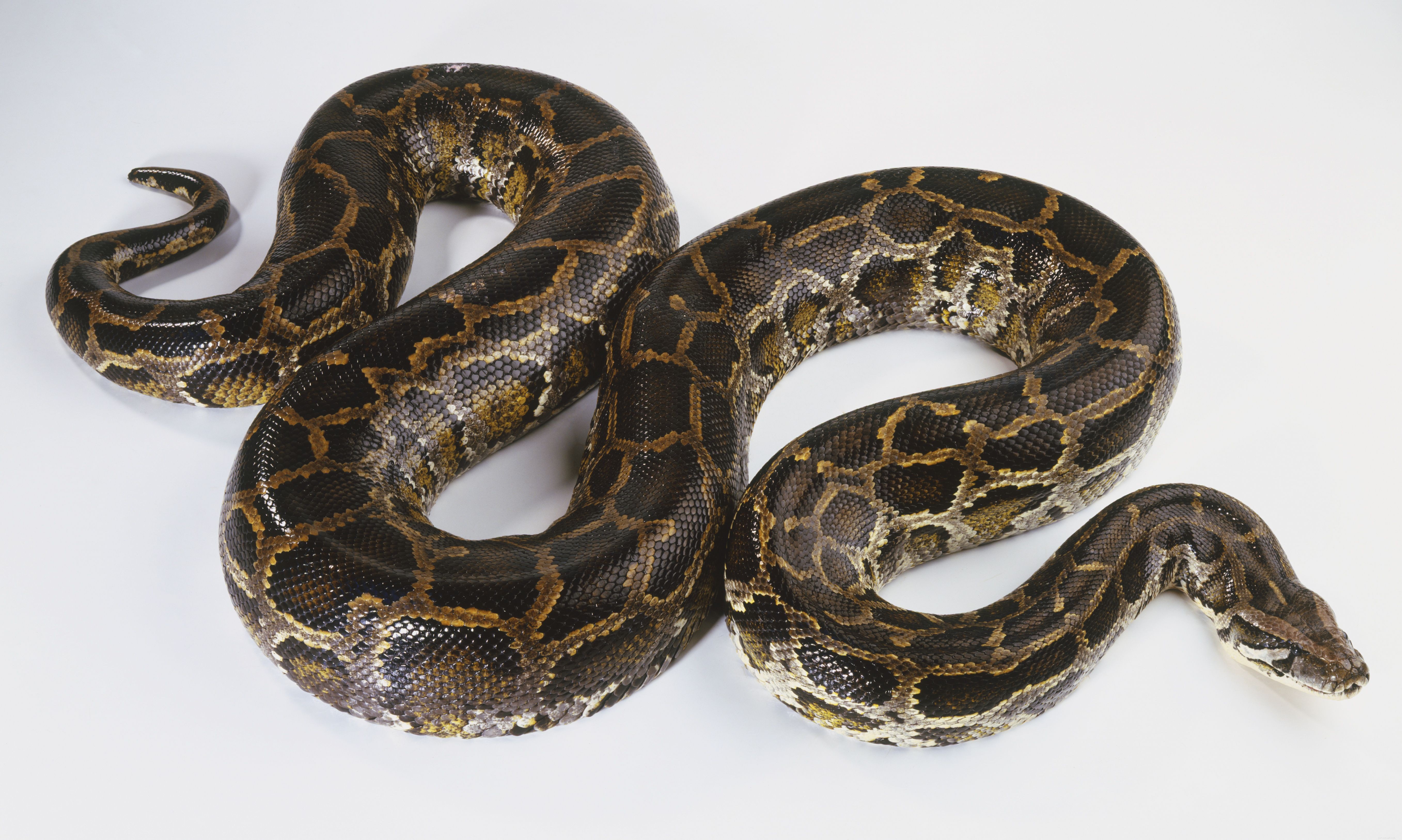 Top Pet-Friendly Snake Species: A Guide to the Most Popular Choices
