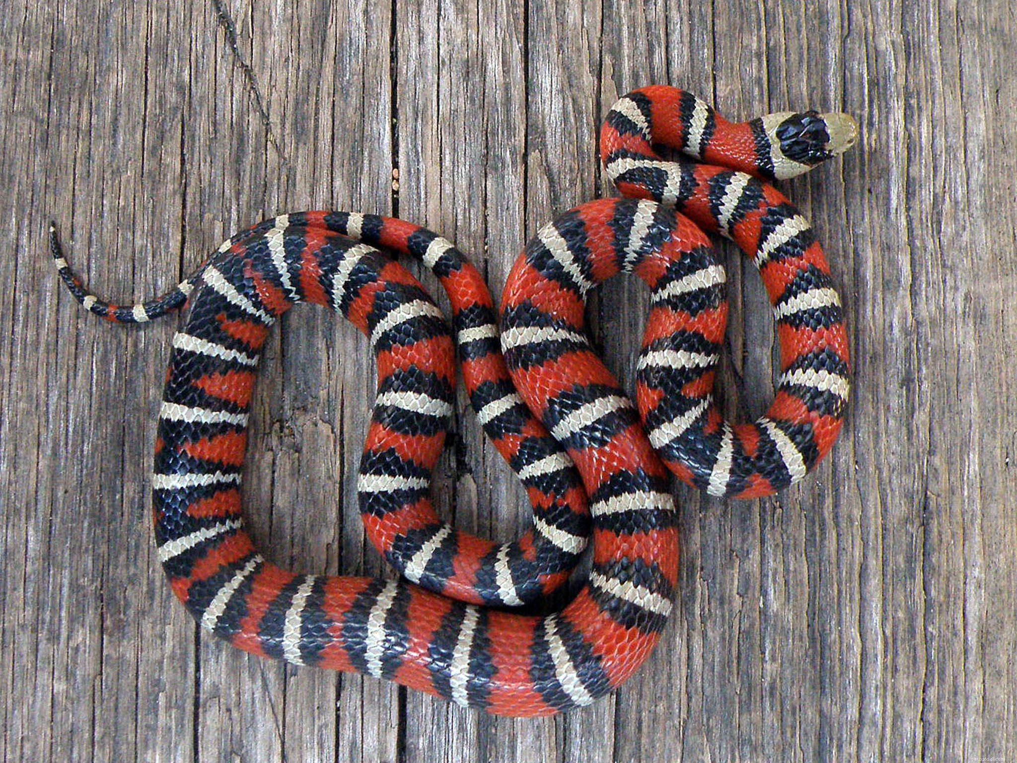 Top Pet-Friendly Snake Species: A Guide to the Most Popular Choices