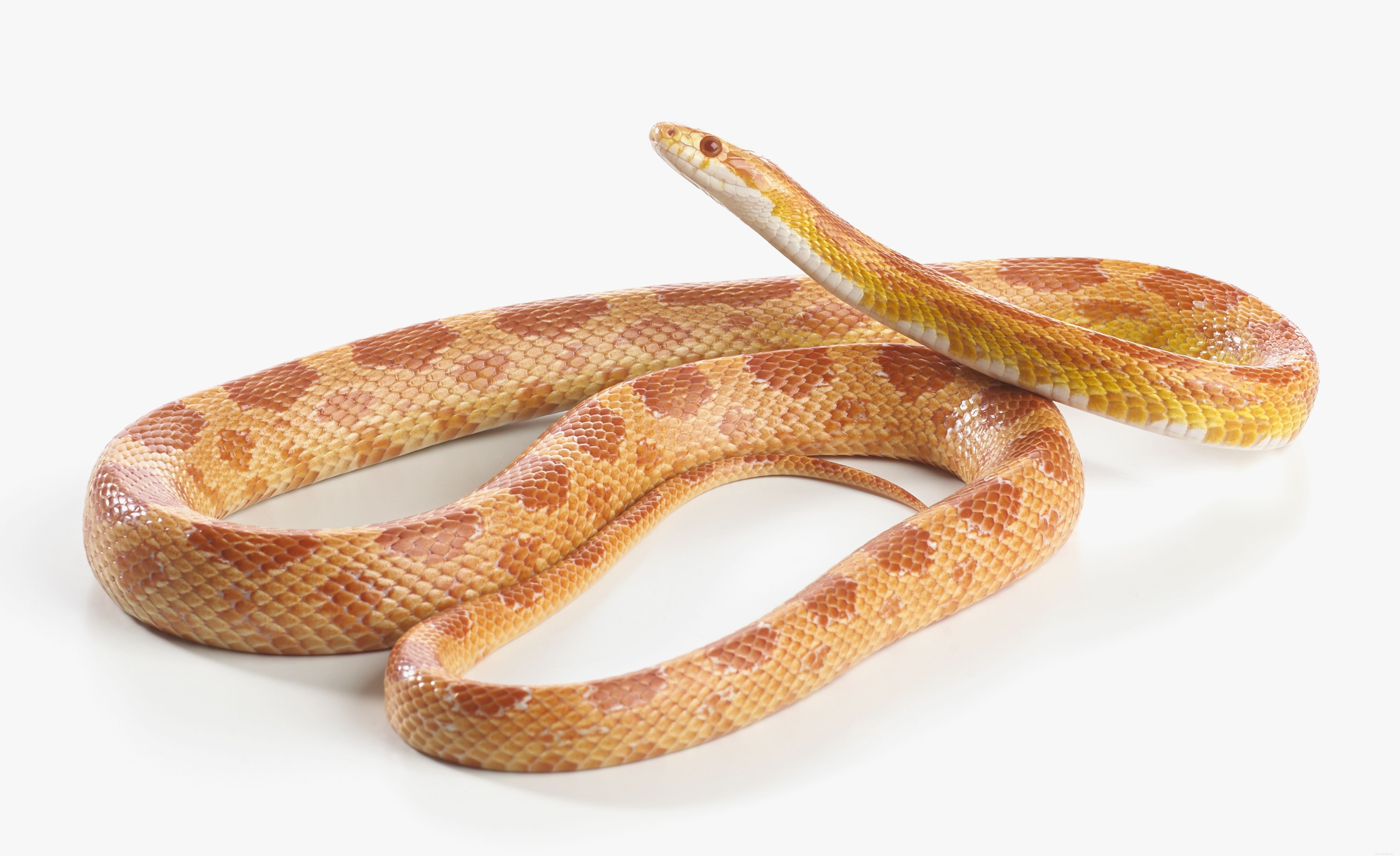 Top Pet-Friendly Snake Species: A Guide to the Most Popular Choices