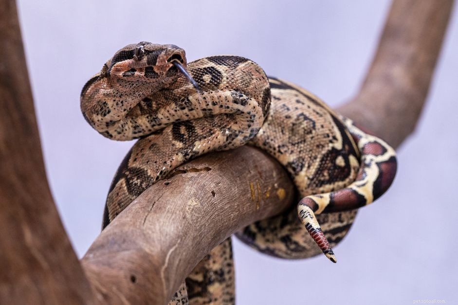 Central American Boa Care Guide: Behavior, Habitat, and Health