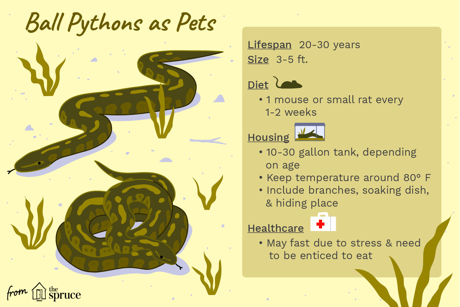 Ball Pythons: The Ideal Beginner Pet Snake