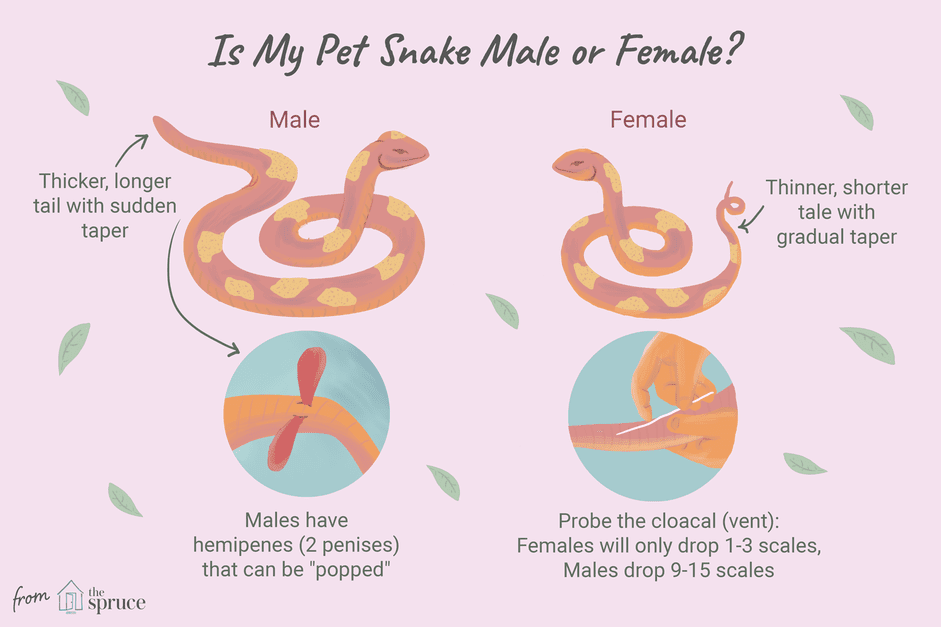 How to Accurately Sex Your Snake: Expert Guide