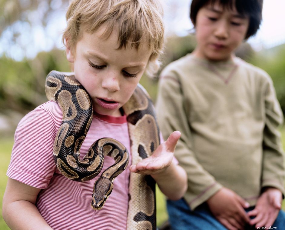 Ball Pythons: The Ideal Beginner Pet Snake