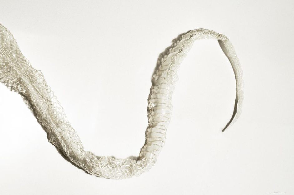 Understanding Snake Shedding: Tips for a Stress‑Free Process