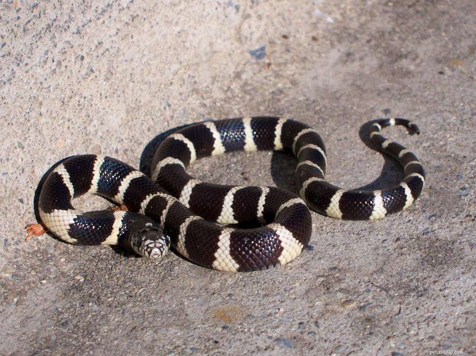 Kingsnakes & Milk Snakes: Comprehensive Species Guide
