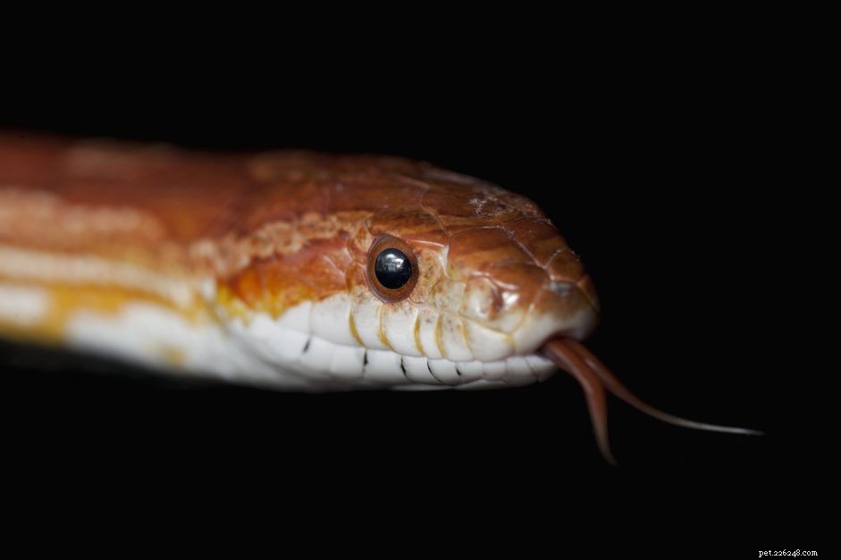 How to Choose the Ideal Pet Snake: A Comprehensive Guide
