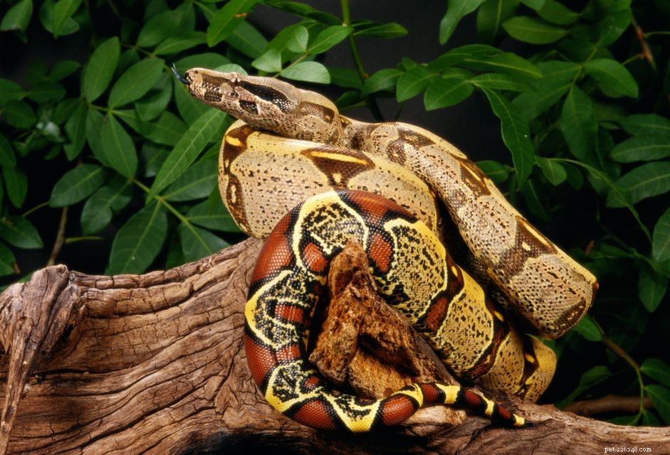 Red Tail Boa: Care, Habitat & Behavior Guide