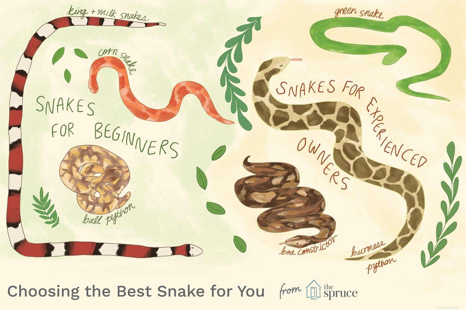 How to Choose the Ideal Pet Snake: A Comprehensive Guide