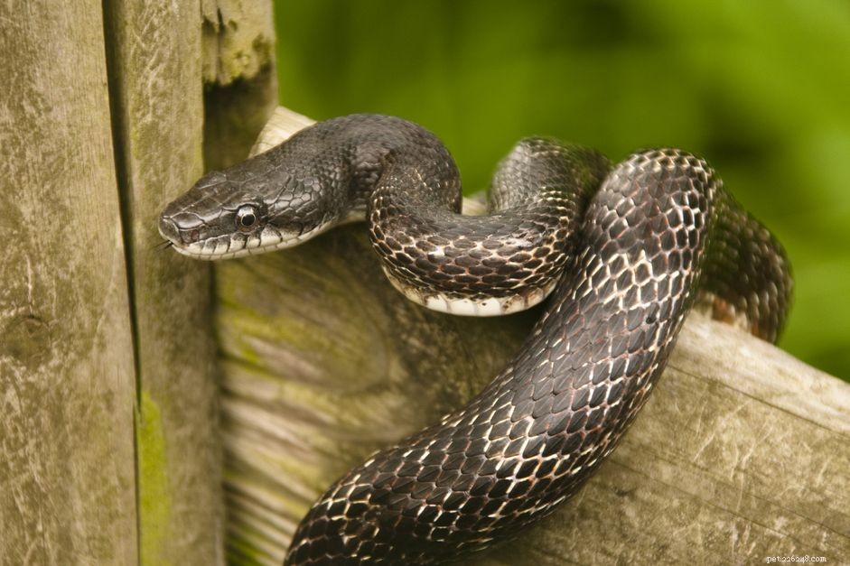 Black Rat Snake: Comprehensive Care Guide for Owners