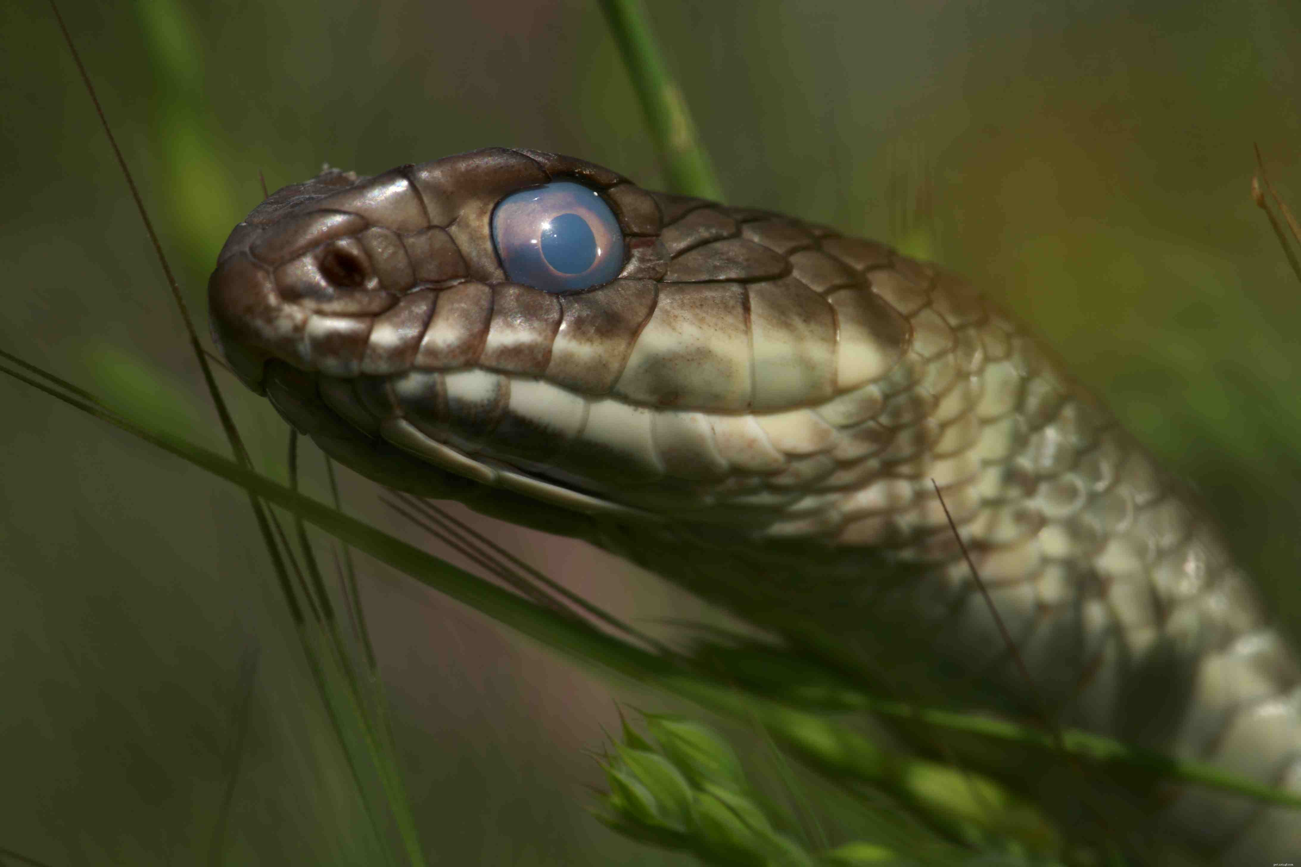 Understanding Retained Eye Caps in Shedding Snakes: Causes, Symptoms, and Care