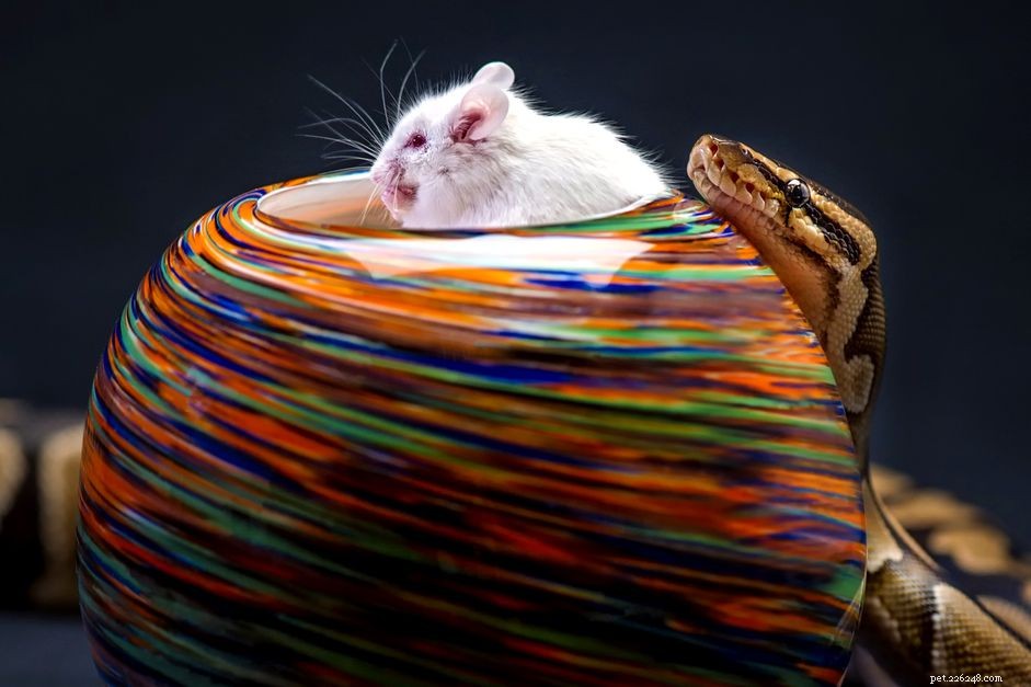 Adjusting Prey Size for Your Growing Snake: Safe Feeding Guidelines