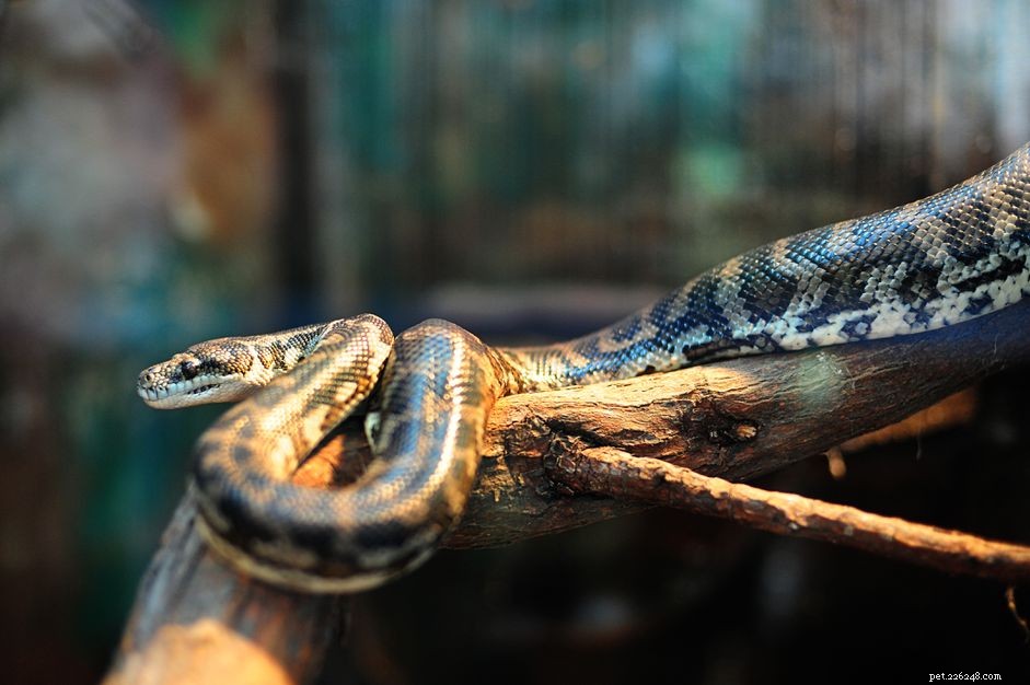Optimal Lighting Solutions for Pet Snakes: A Practical Guide