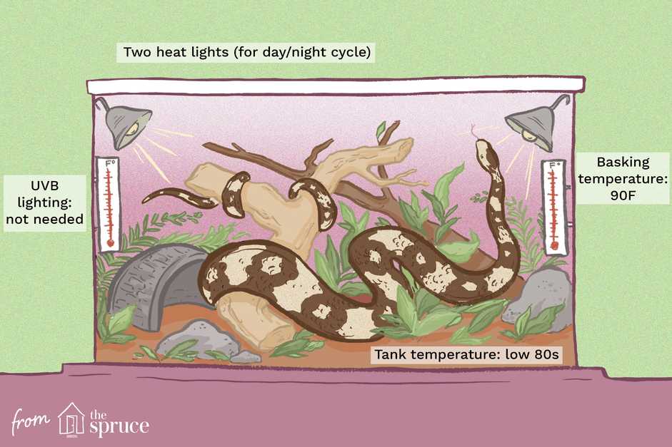 Optimal Lighting for Ball Pythons: What Works Best