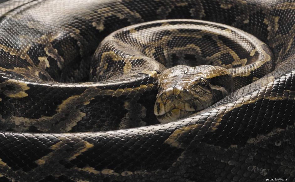 Burmese Pythons: Comprehensive Species Guide for Experienced Keepers