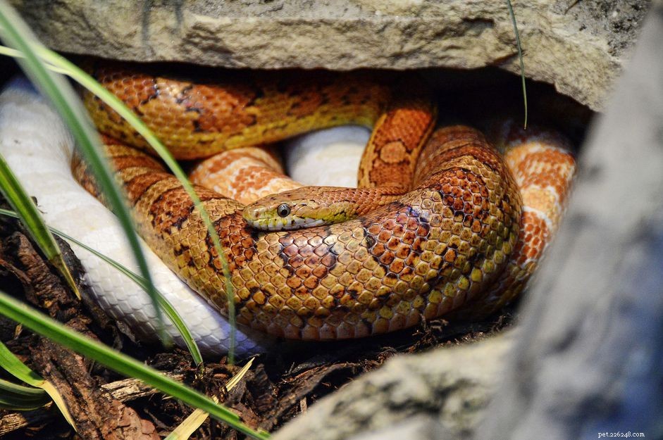 Understanding and Treating Appetite Loss in Snakes