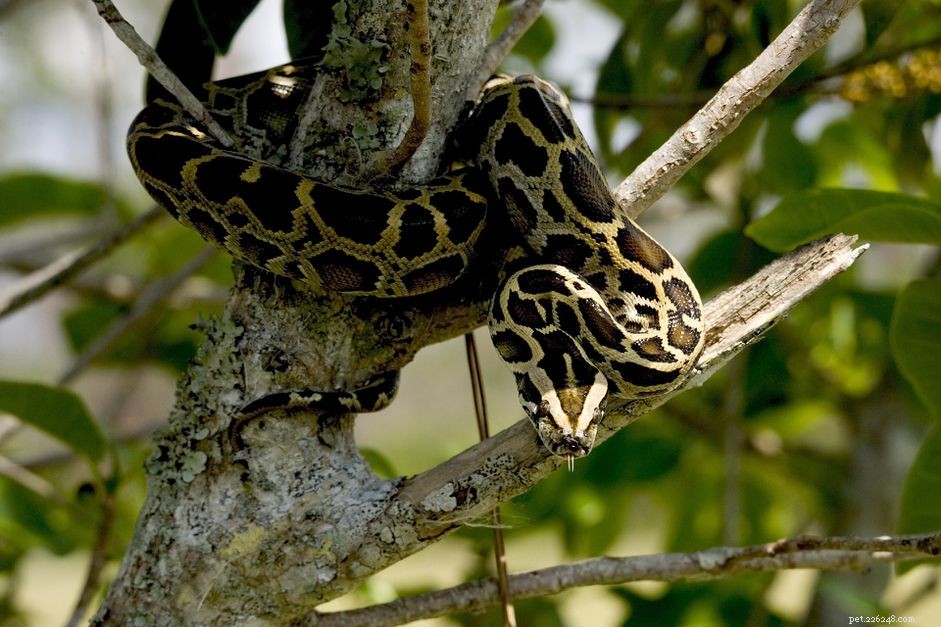 Choosing Constricting Snakes as Pets: What You Need to Know