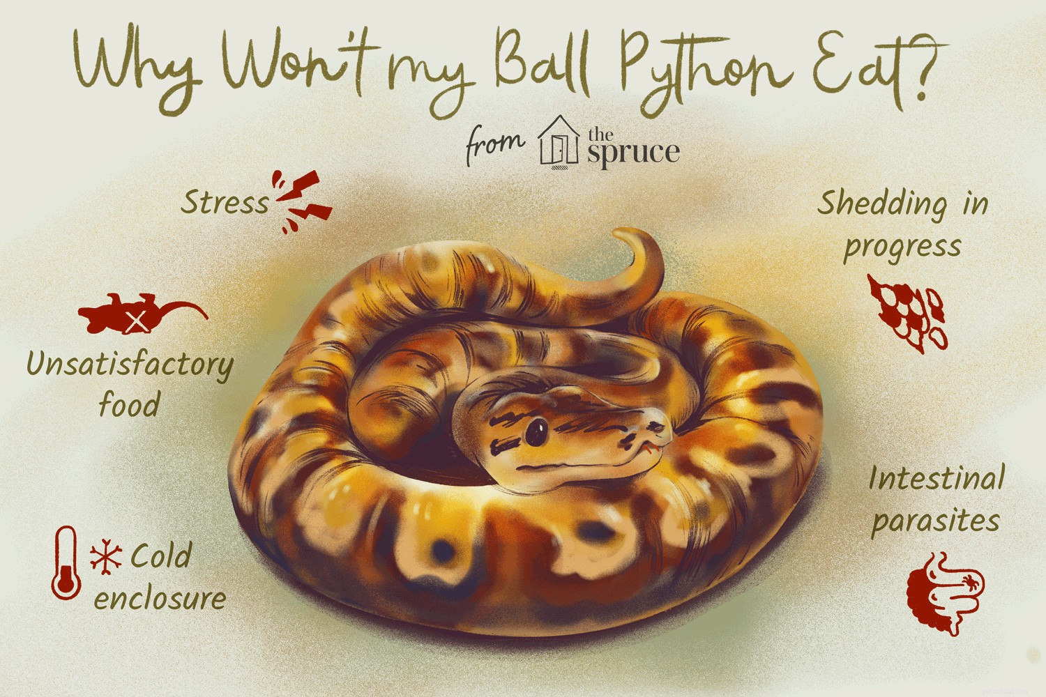 Professional Guide to Feeding Your Ball Python