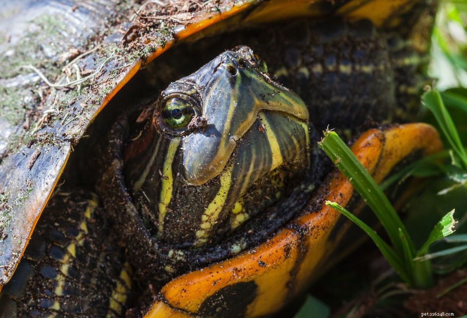 Yellow-Bellied Slider: Complete Care Guide & Species Profile