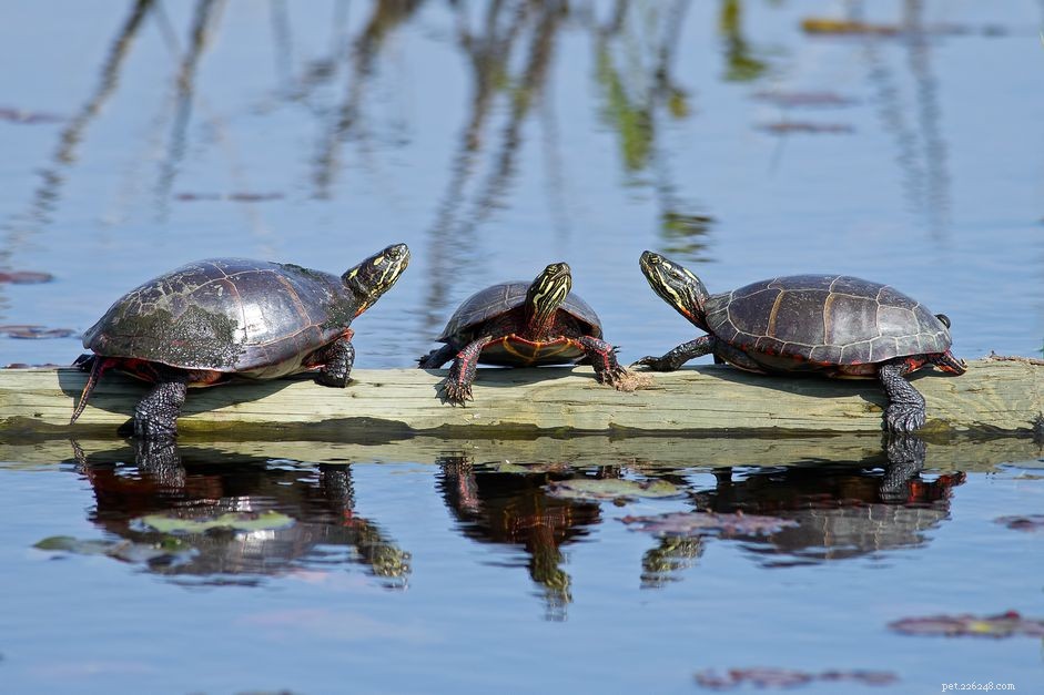 Comprehensive Care Guide for Painted Turtles: Housing, Diet, and Health