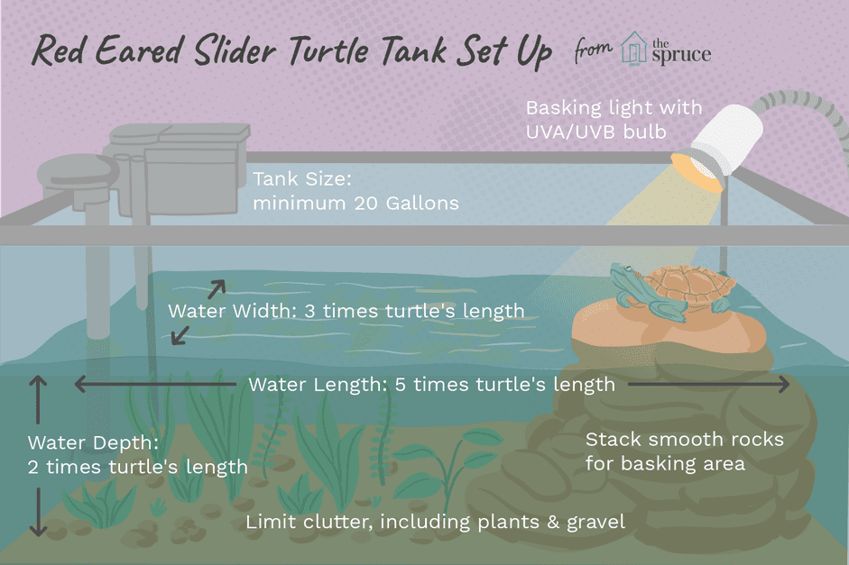 Essential Guide to Setting Up a Red‑Eared Slider Turtle Tank