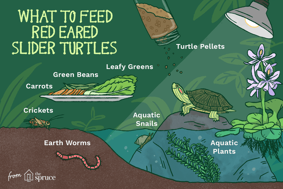 What Do Red‑Eared Slider Turtles Eat? A Complete Feeding Guide