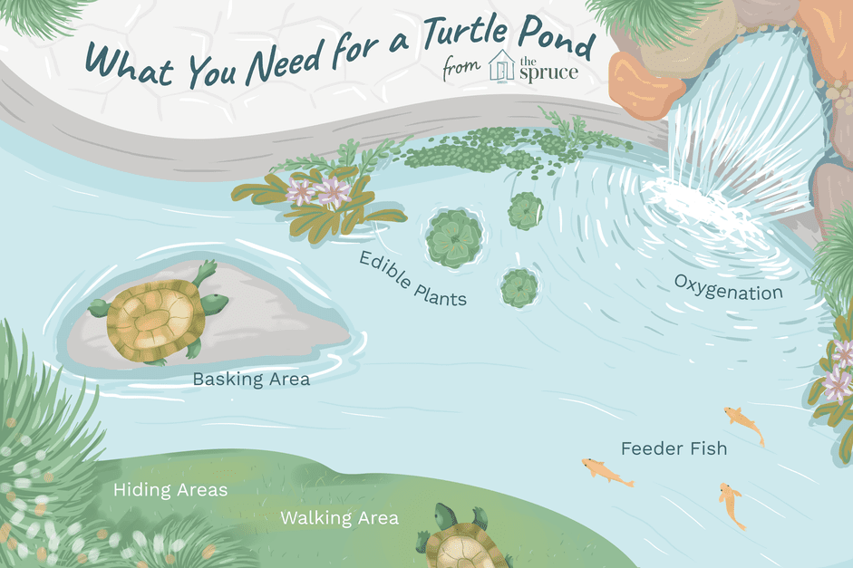 Caring for Pet Aquatic Turtles: Outdoor Pond Tips & Climate Considerations