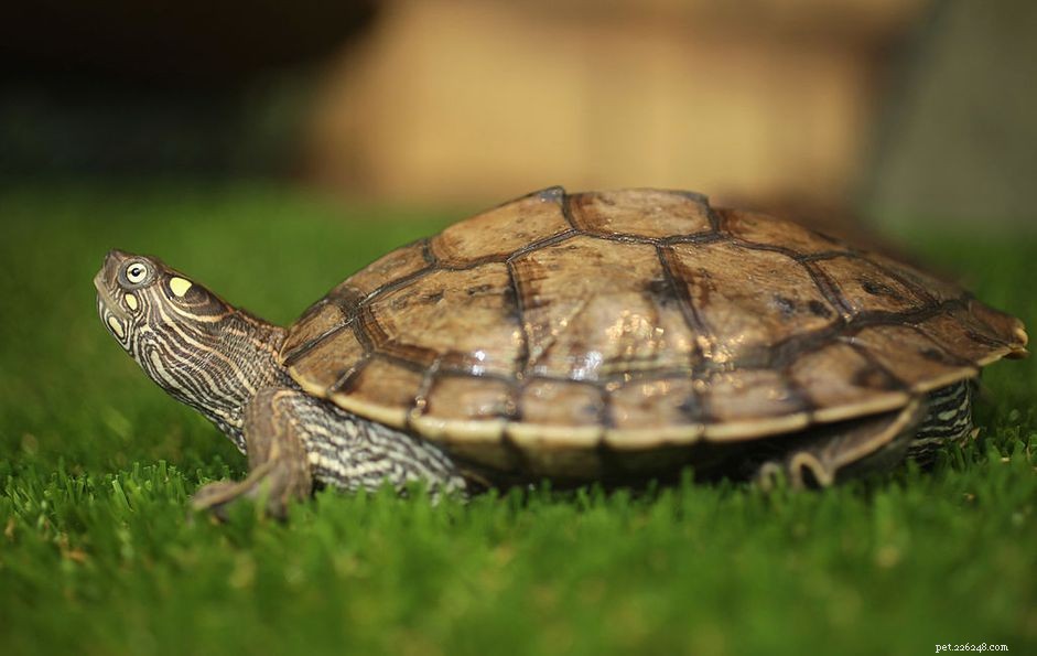 Mississippi Map Turtle: Complete Care, Behavior & Habitat Guide