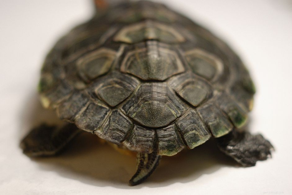 How to Determine the Gender of Your Pet Turtle