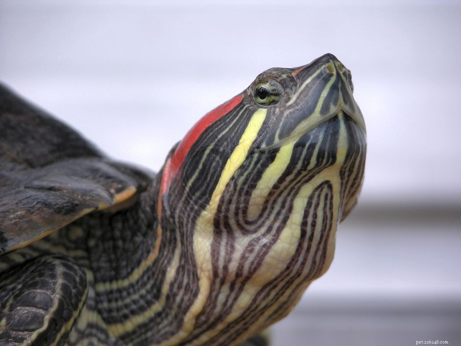 Optimal Housing for Red‑Eared Slider Turtles: Tips & Essentials