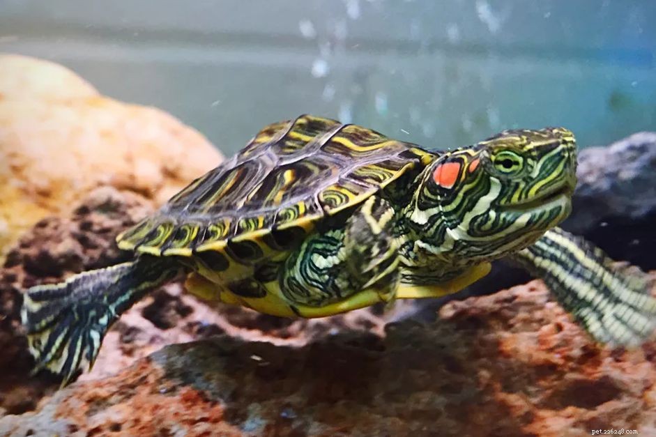 How to Choose a Healthy Red‑Eared Slider: Expert Tips for Stress‑Free Acquisition