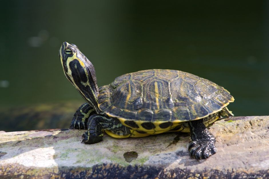 Understanding Fluttering Claws in Red‑Eared Sliders: Causes and Care