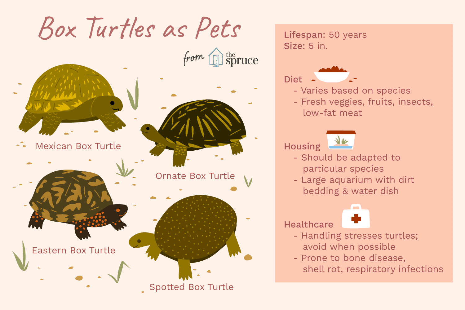 Common Box Turtle Profile: Care, Habitat & Health