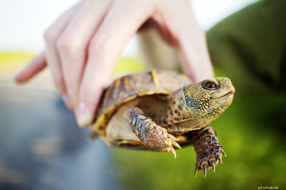 Common Box Turtle Profile: Care, Habitat & Health