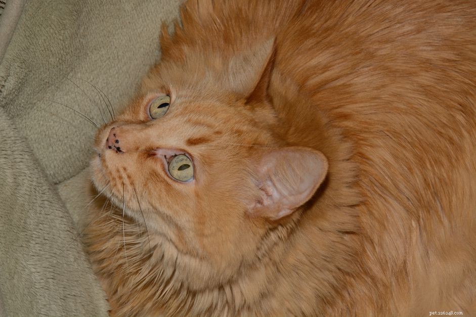Financial Planning for Unexpected Veterinary Emergencies