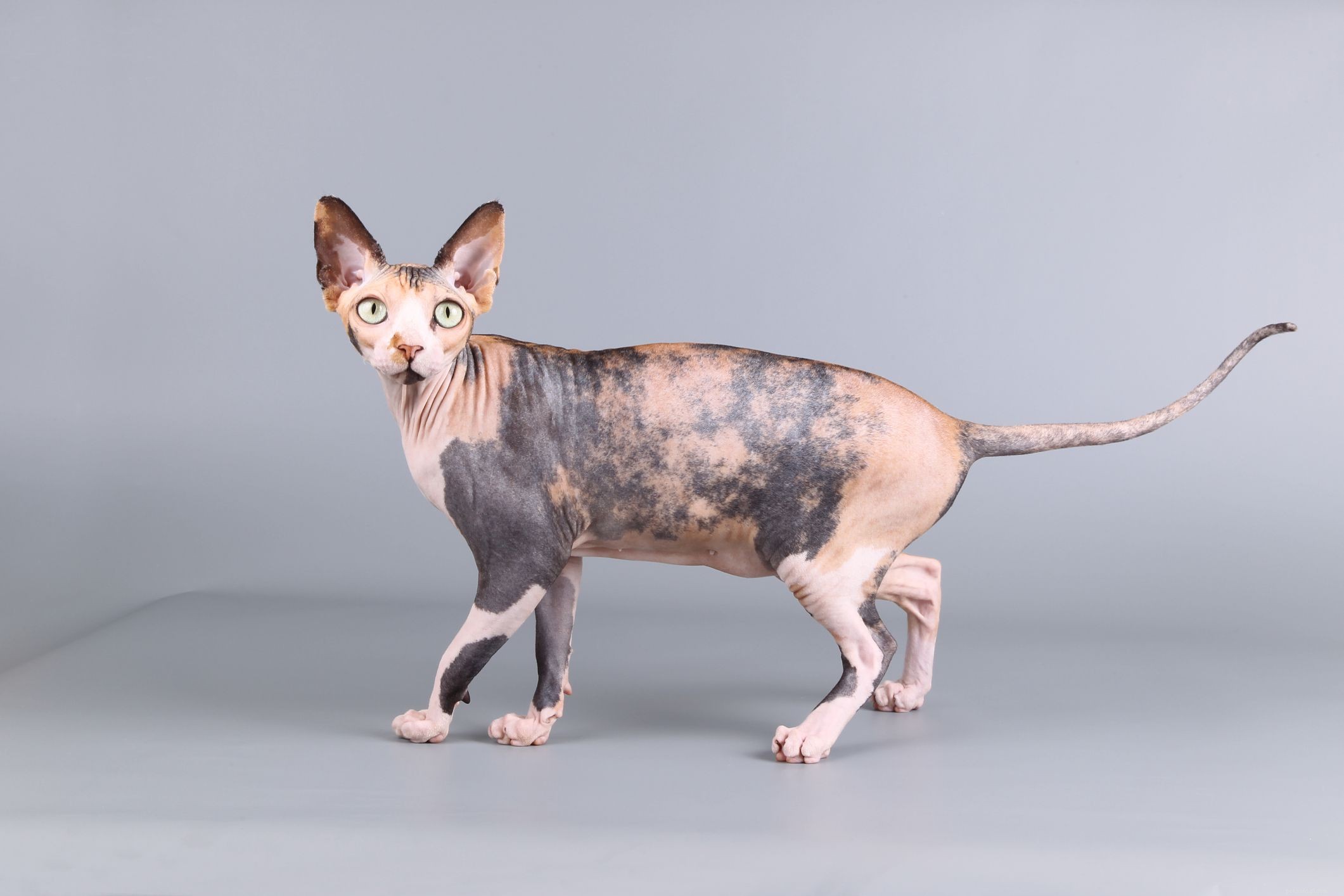 Are All Calico Cats Female? Understanding the Color Pattern and Gender Mystery