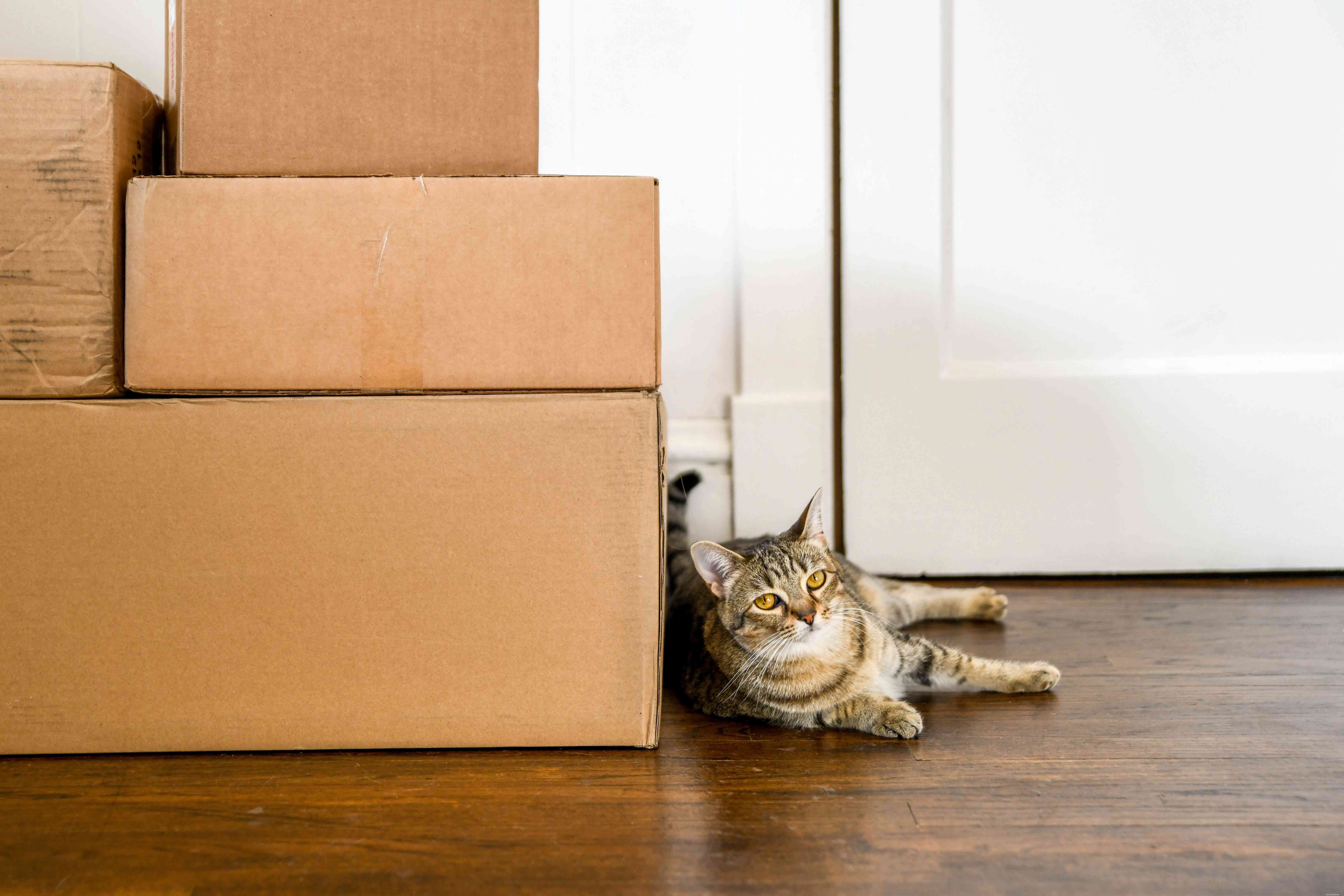 Why Cats Overgroom: Causes & Proven Solutions