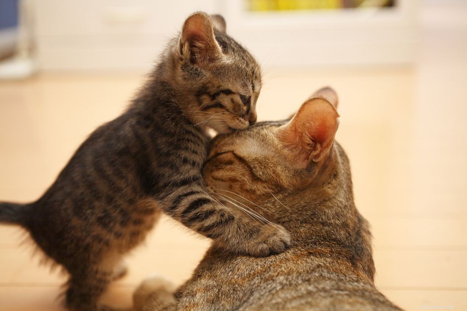 Understanding Normal Cat Health: A Guide to Lifespan Milestones