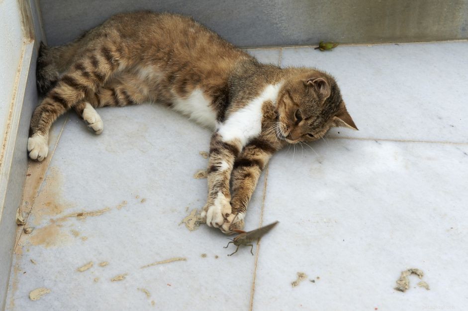 Cat-Friendly & Dangerous Insects: Protecting Your Feline from Harm