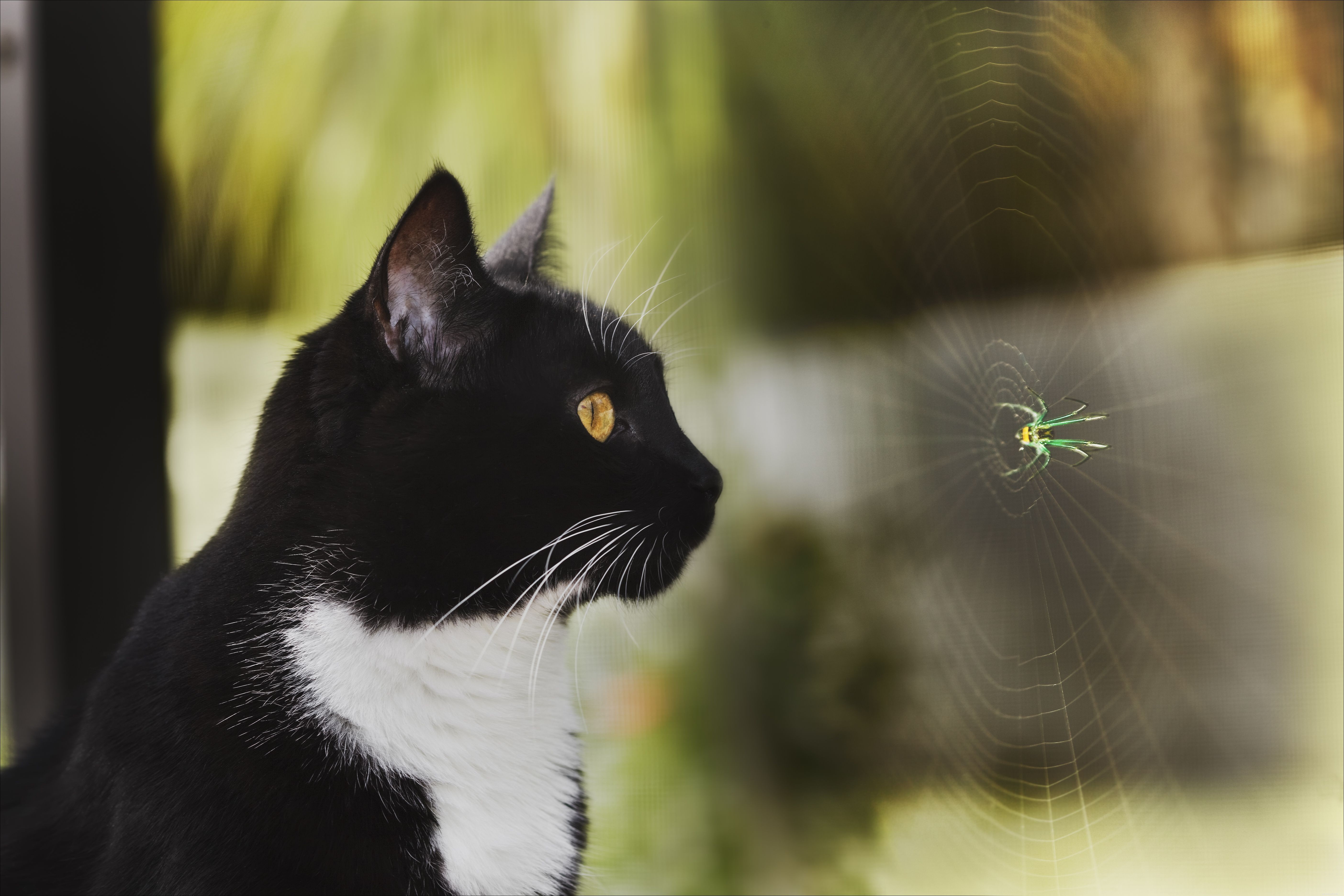 Cat-Friendly & Dangerous Insects: Protecting Your Feline from Harm