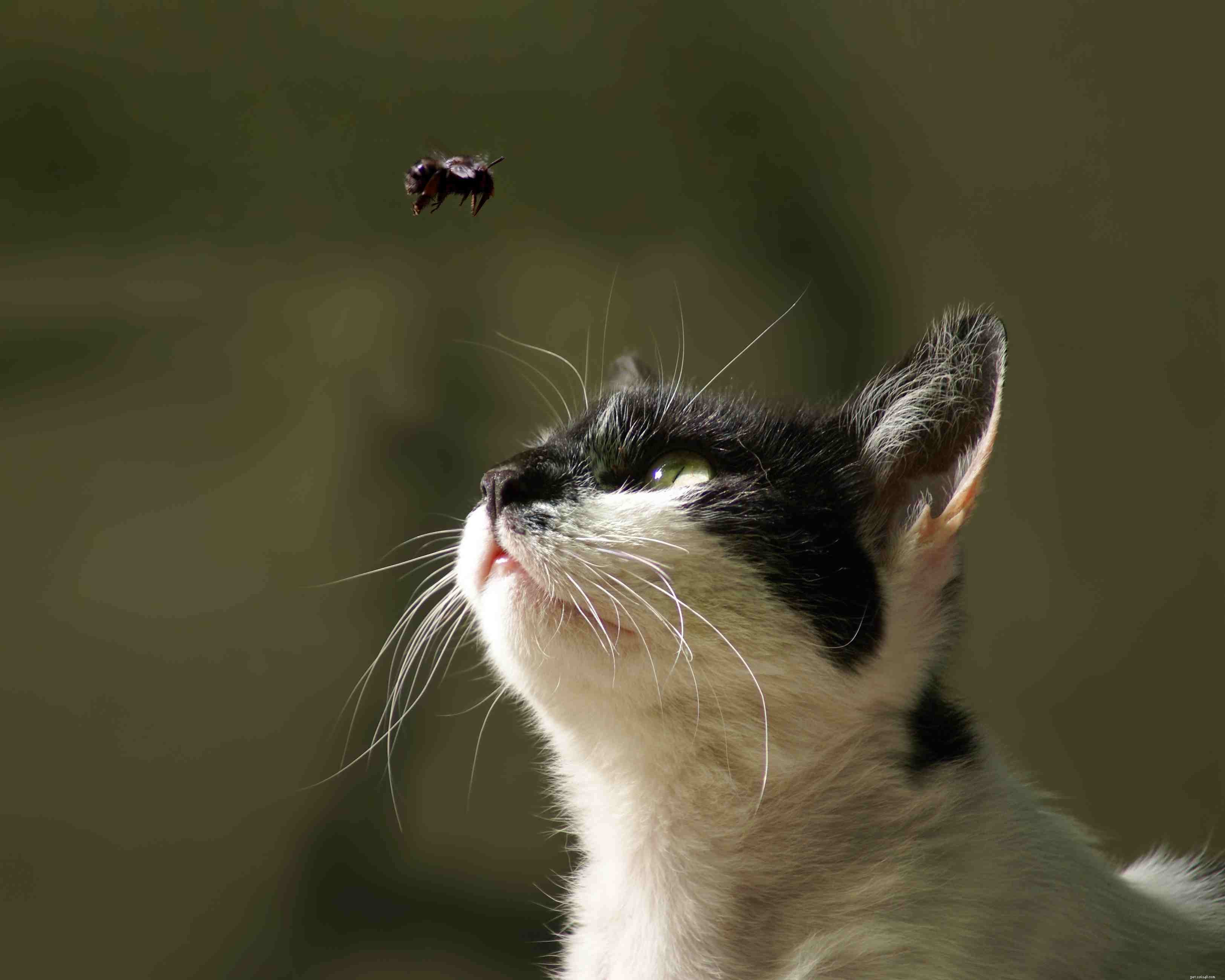 Cat-Friendly & Dangerous Insects: Protecting Your Feline from Harm
