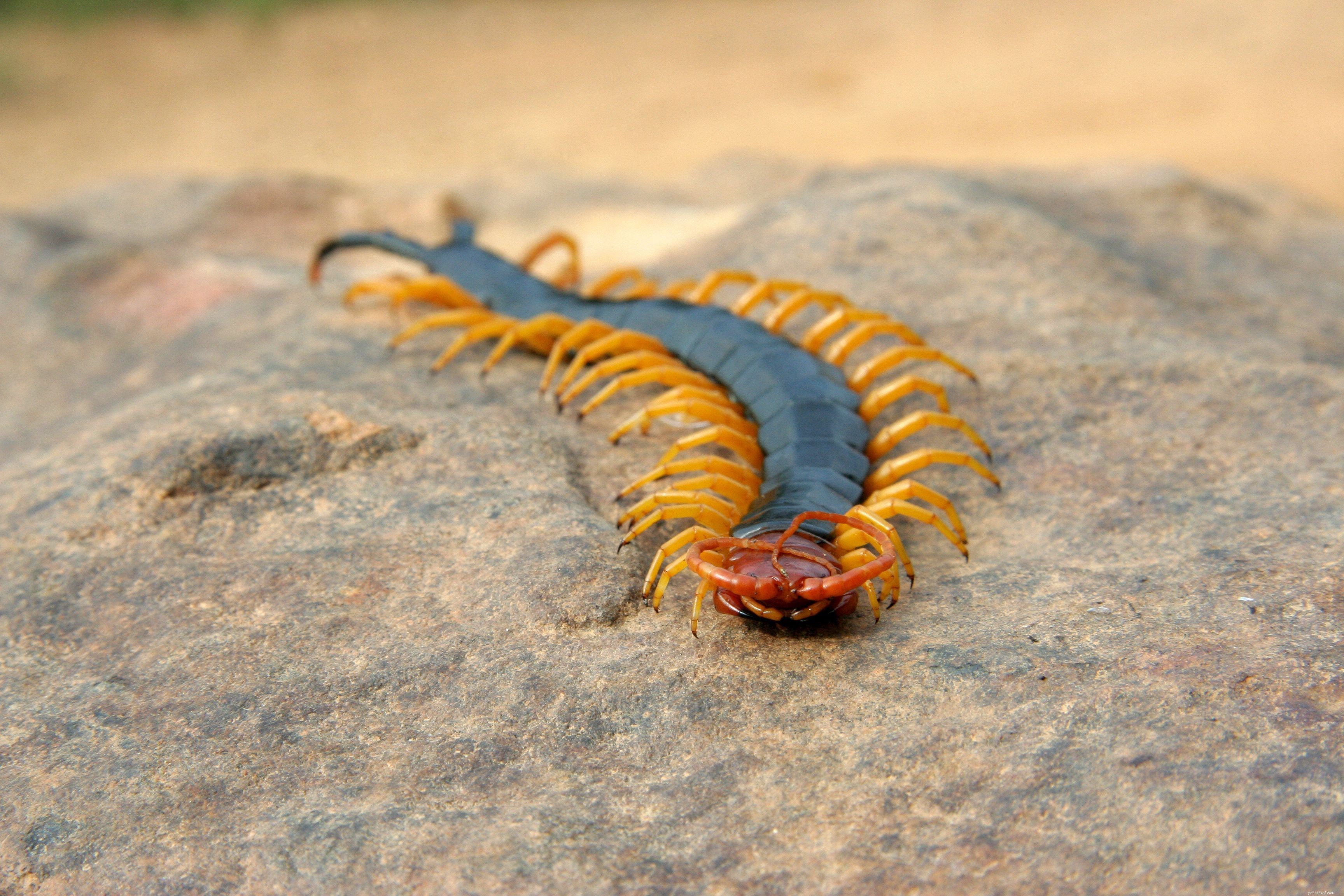 Cat-Friendly & Dangerous Insects: Protecting Your Feline from Harm