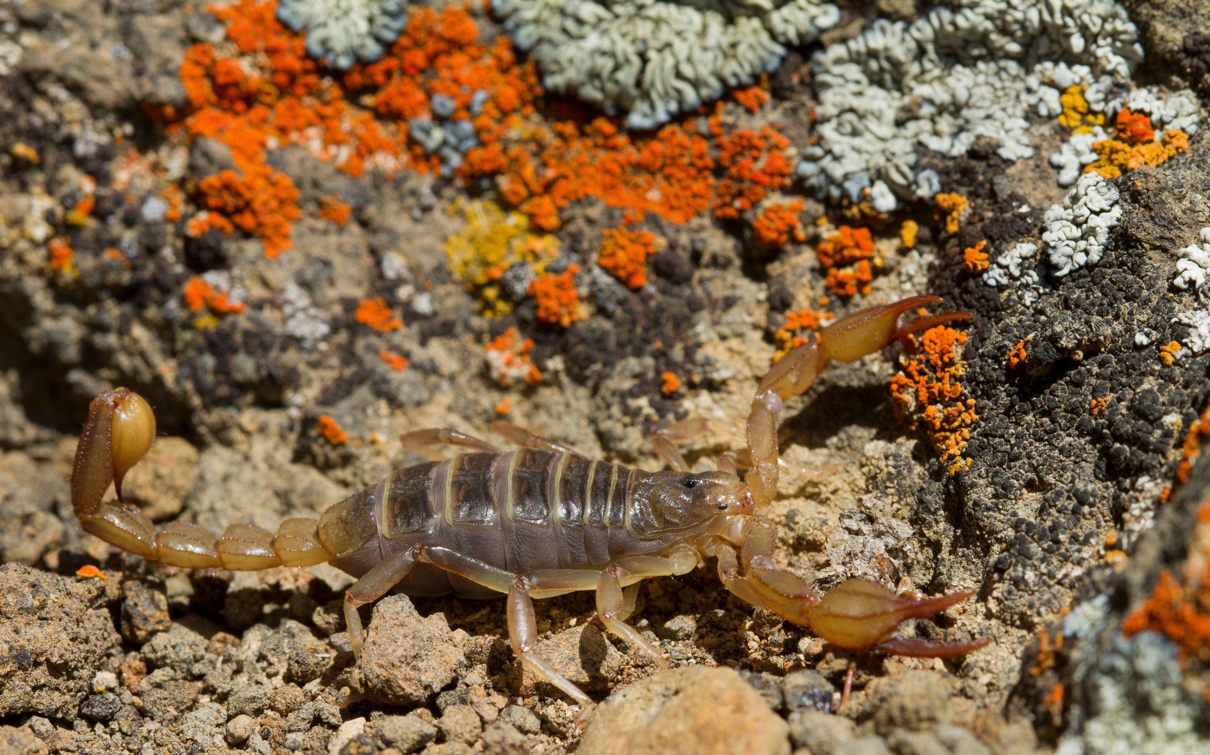 Cat-Friendly & Dangerous Insects: Protecting Your Feline from Harm