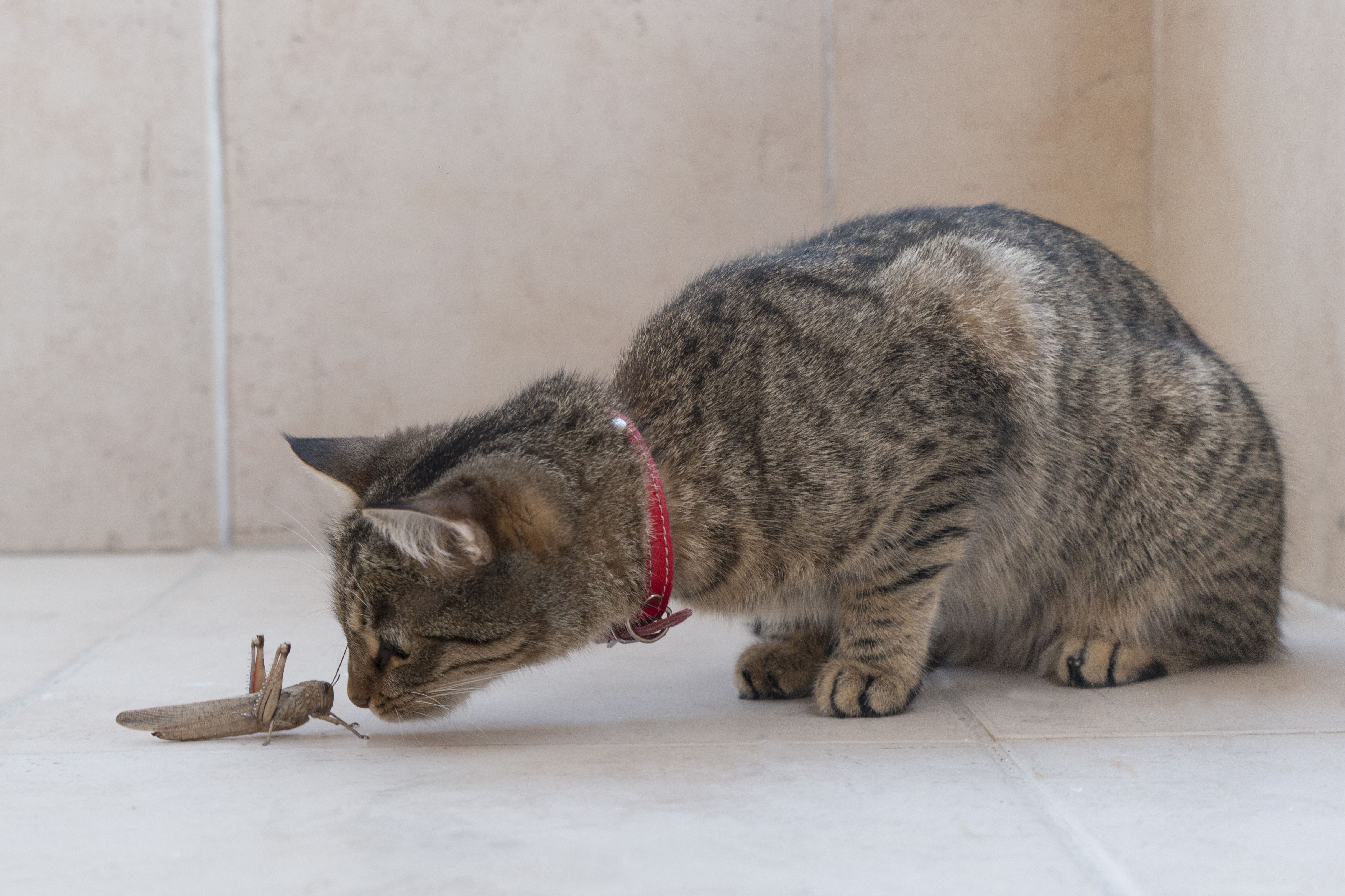 Cat-Friendly & Dangerous Insects: Protecting Your Feline from Harm