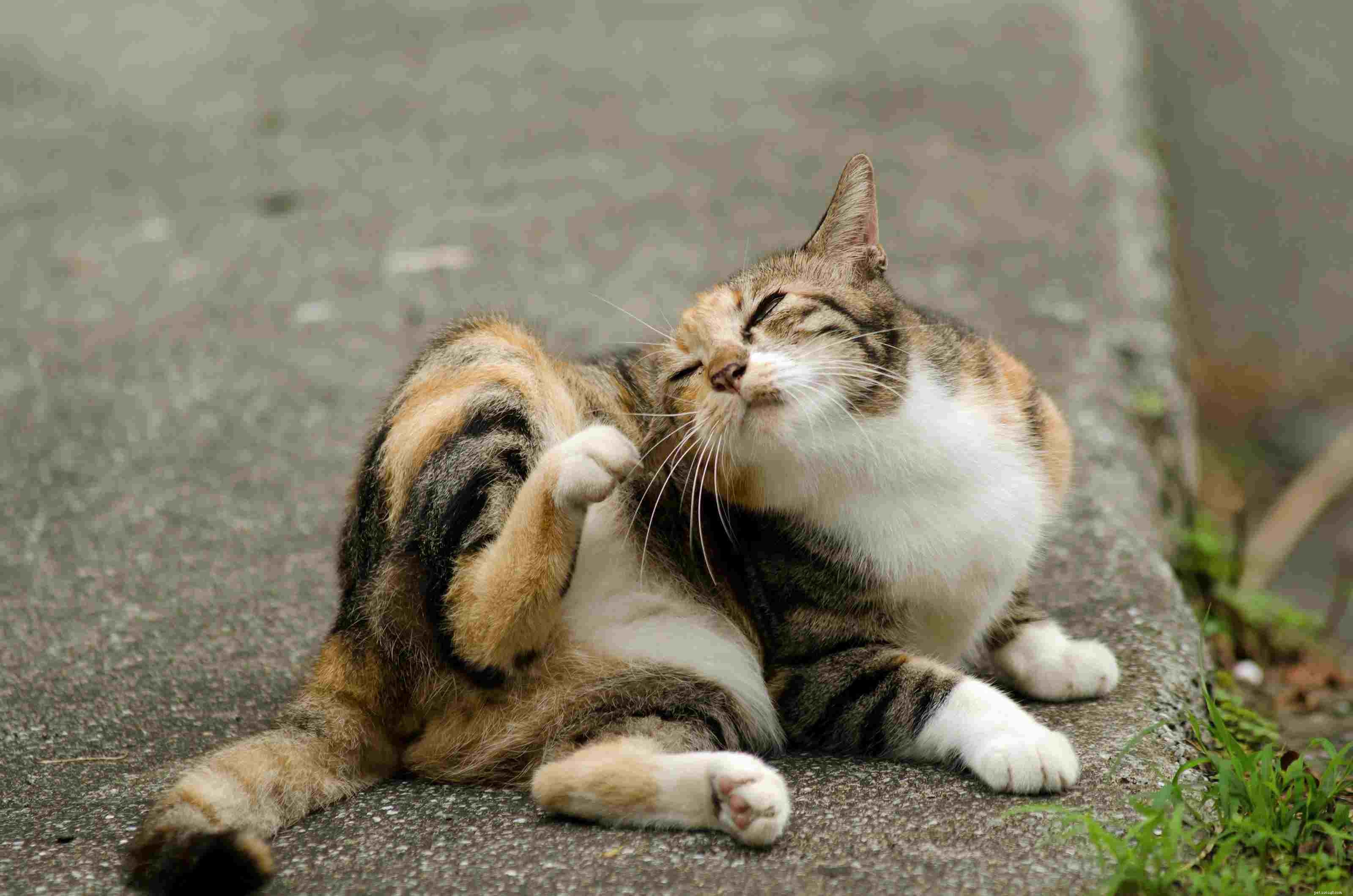 Cat-Friendly & Dangerous Insects: Protecting Your Feline from Harm