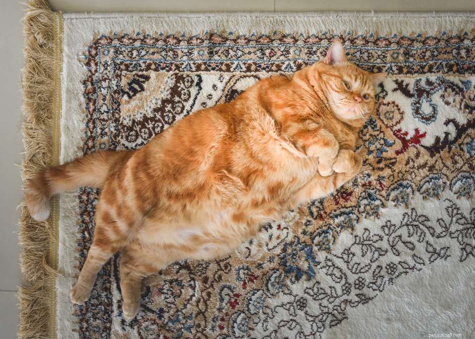 8 Proven Strategies to Safely Reduce Your Cat s Weight