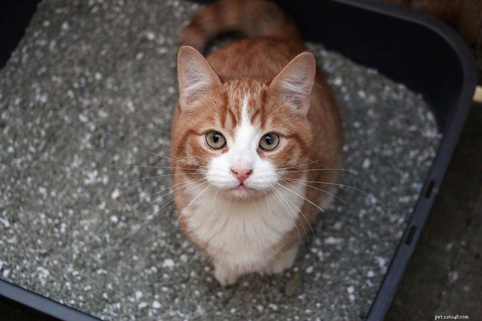 Cat Constipation: Causes, Symptoms, Diagnosis, and Effective Treatment