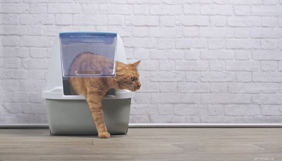 Perineal Urethrostomy Explained: A Life‑Saving Procedure for Male Cats