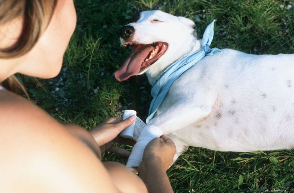 Vetericyn Broad-Spectrum Antimicrobial Pet Care – Safe, Effective Healing Solutions