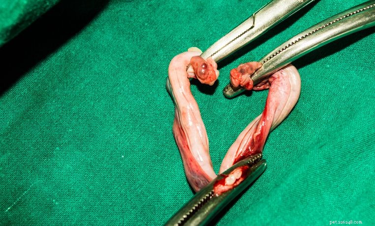 Cat Spay Explained: Procedure, Timing, and Benefits