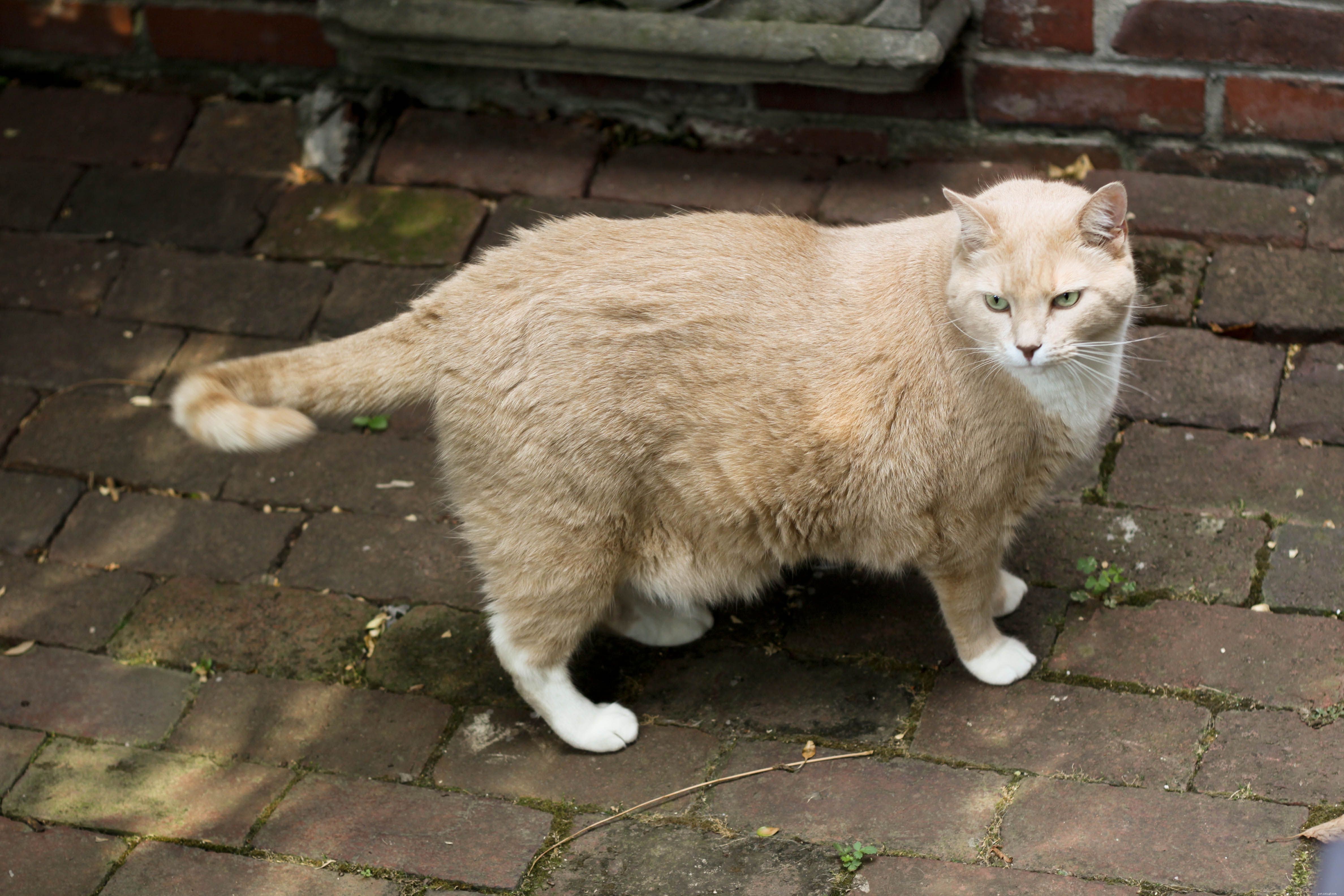 Complete Cat Reproduction Guide: Mating, Pregnancy, and Care